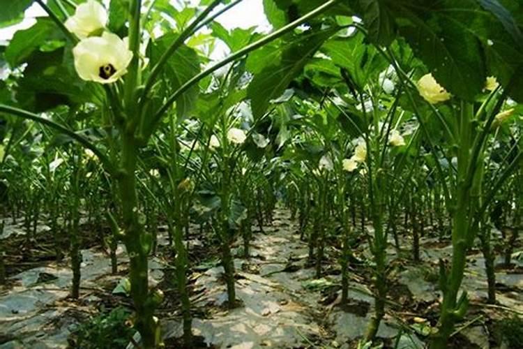 炭灰可以做肥料吗