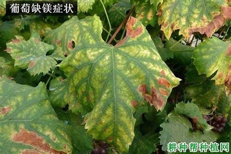葡萄缺镁用什么肥？
