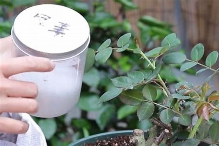 月季开花时能用尿素肥吗