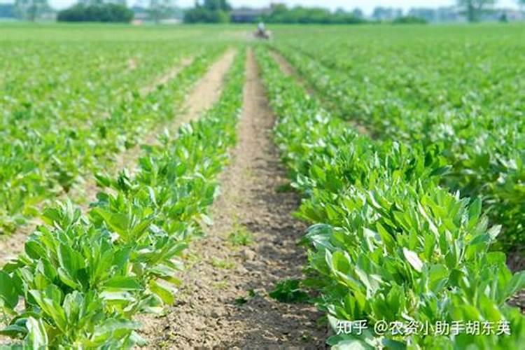 吊瓜定植用什么处理根部好？