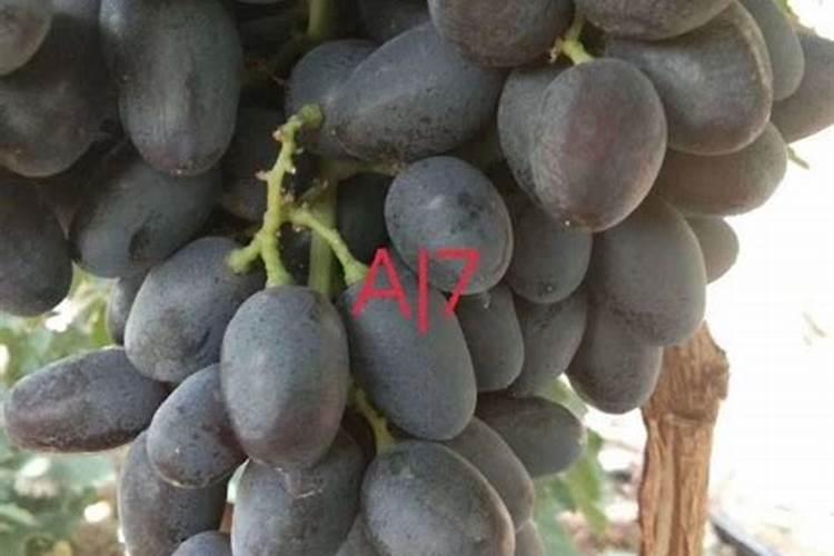 锯末做营养土最快的制作方法