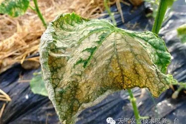 种植山药后都是用什么肥料追呢？