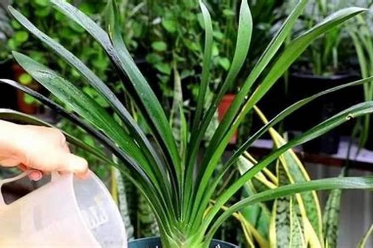 豆类喷施磷酸二氢钾什么时间最好？