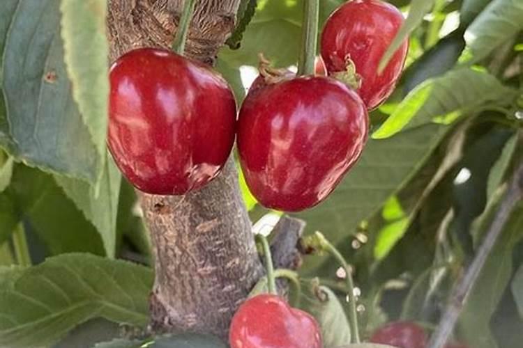 水溶肥十大名牌,摩力水溶肥效果极好