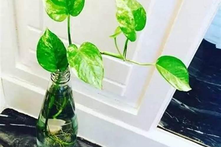 绿萝喷叶面肥好吗