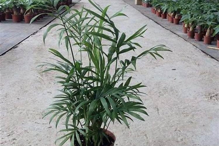 袖珍椰子如何养护