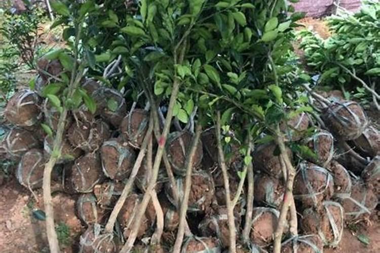 橙子树是乔木还是灌木？