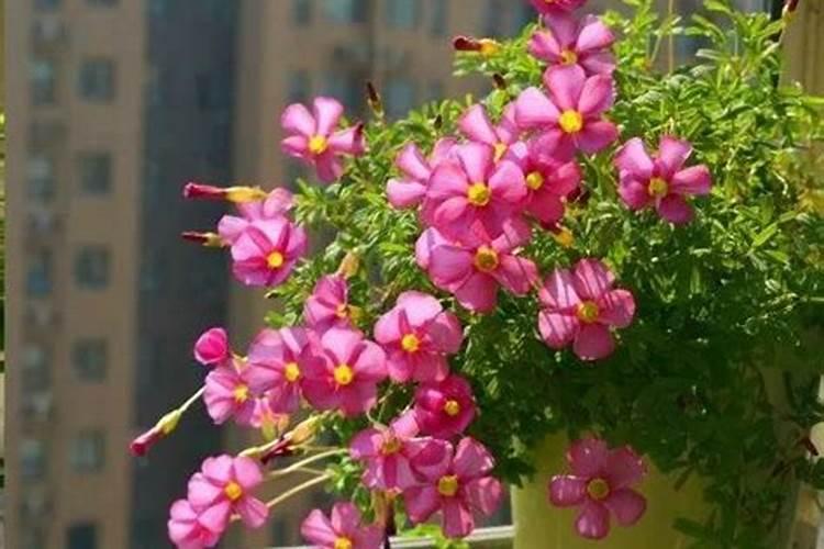 养花用什么肥料？