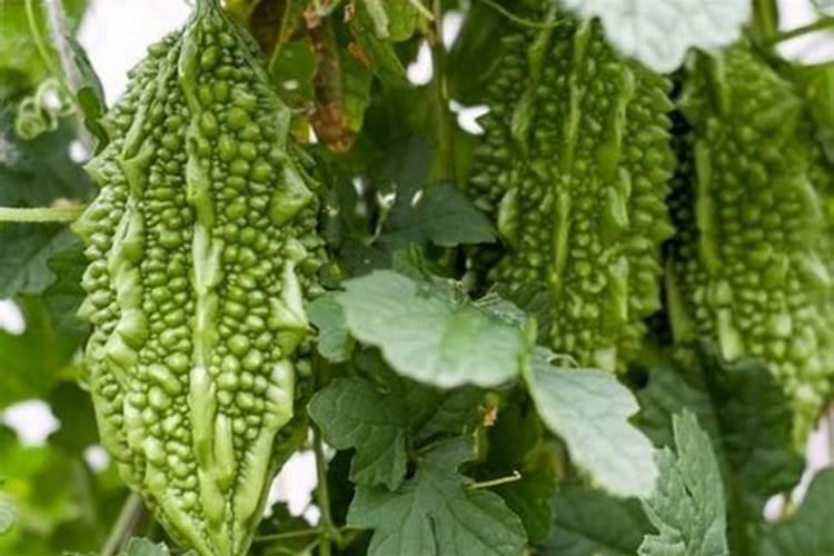 苦瓜施肥过多会怎样 苦瓜养殖方法总结