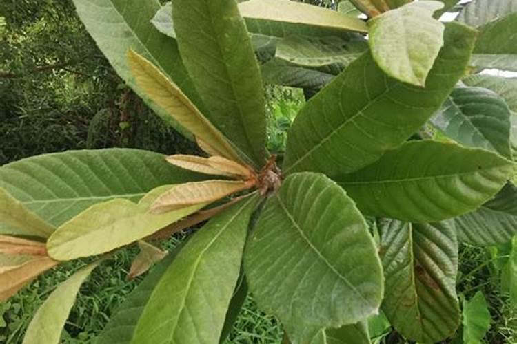 枇杷用哪种肥料能快速增甜？枇杷膨大用哪种肥料比较好？