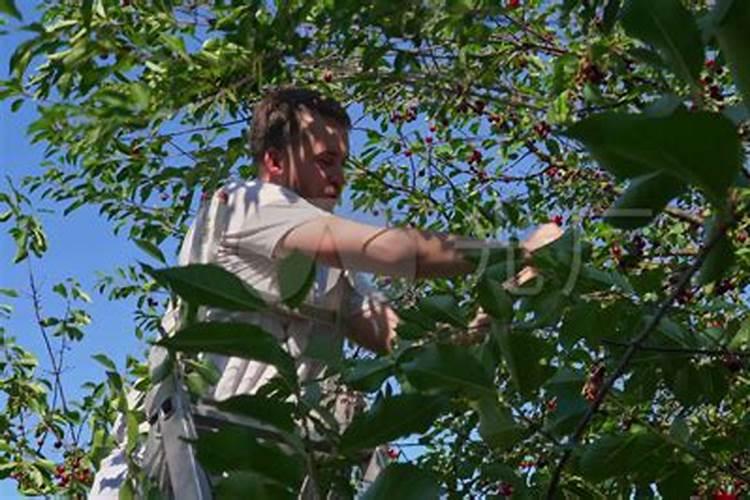 中药材什么肥料有助长根？中药材用什么肥料可以生根？