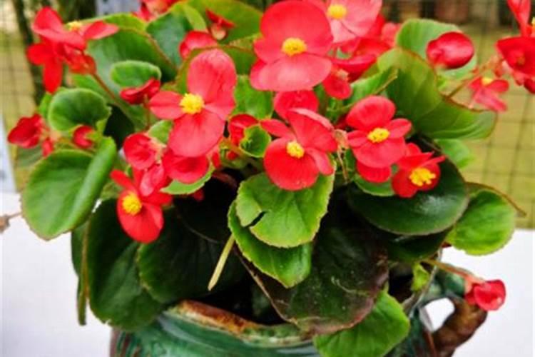 中药材用什么肥料长根,中药材根部膨大素,中药材壮根肥什么时候施肥？