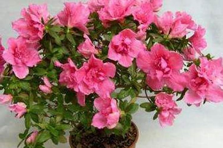 杜鹃花期能用芸苔素吗？