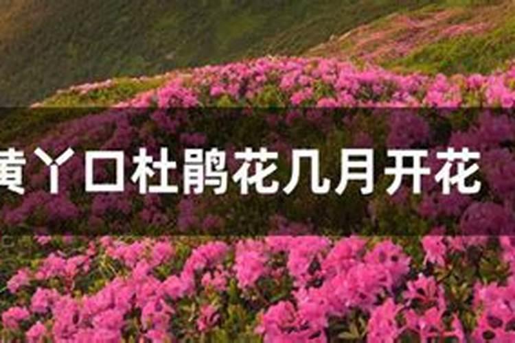 如何给杜鹃施肥