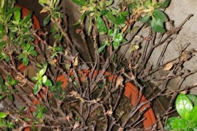 怎样给有花苞的杜鹃施肥