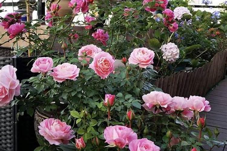 月季开花时能用尿素肥吗月季肥料的正确施肥方法