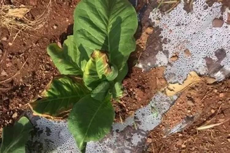 辣椒根腐病如何有效防治？辣椒根腐,茎基腐病死棵烂根一招解决!百度知 ...