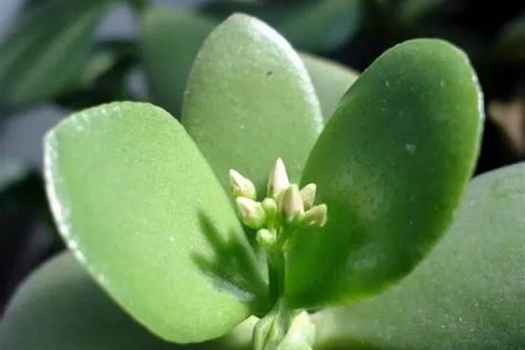 硼肥有膨果作用吗,硼肥是什么肥料
