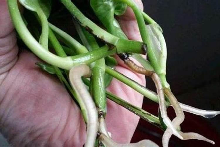 冬季适合用生根粉给花浇水吗