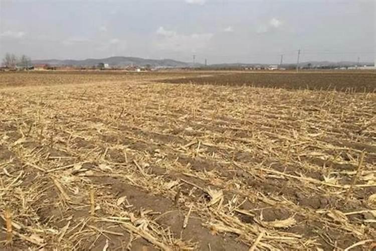 玉米中后期不追尿素可以喷液体氮肥代替吗