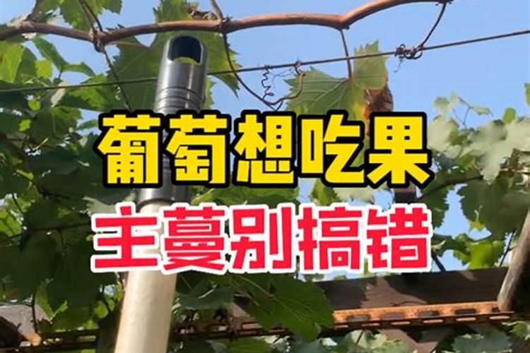 庭院.葡萄如何施肥