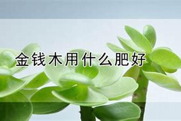 金钱木怎么施肥