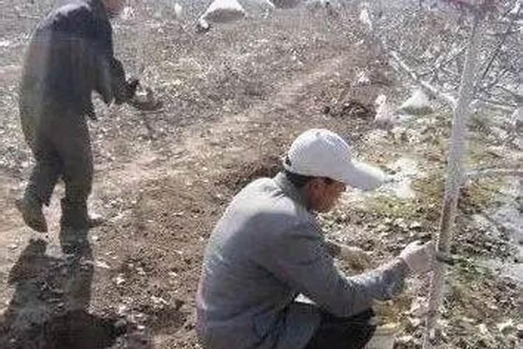 芒果膨大的方法是什么？需要给芒果打叶面肥吗？