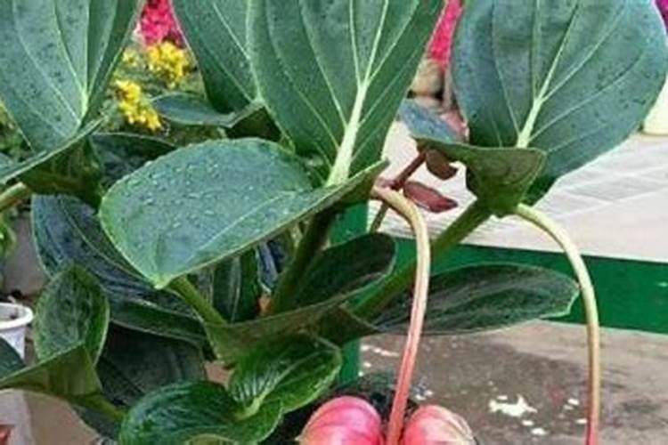 宝莲灯花修剪方法？宝莲灯花的修剪技巧分享