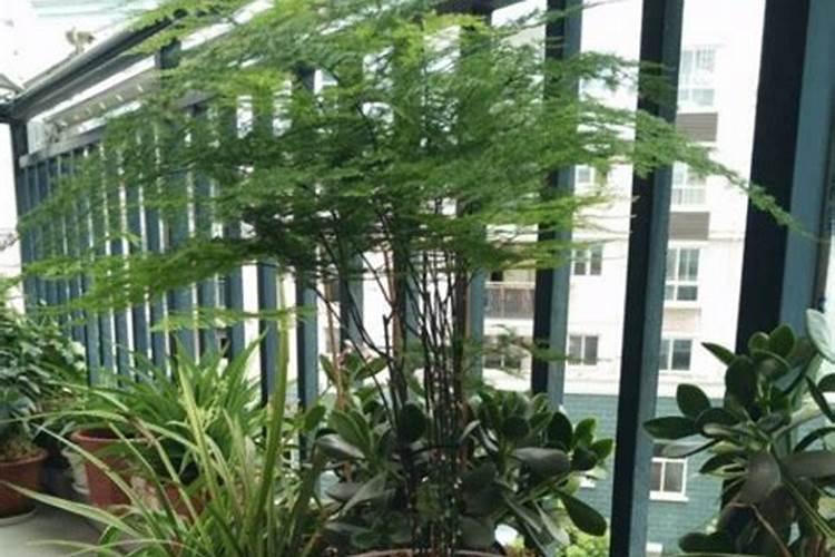 发黄的文竹怎么救？文竹藤蔓太长了怎么办？掌握住这些,简单!