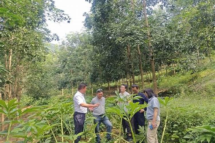 魔芋专用有机肥