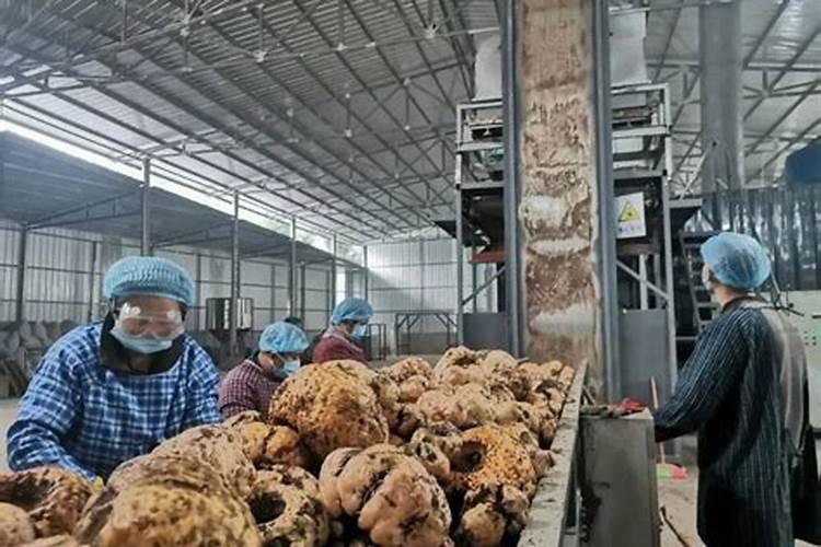 魔芋底肥可以用什么