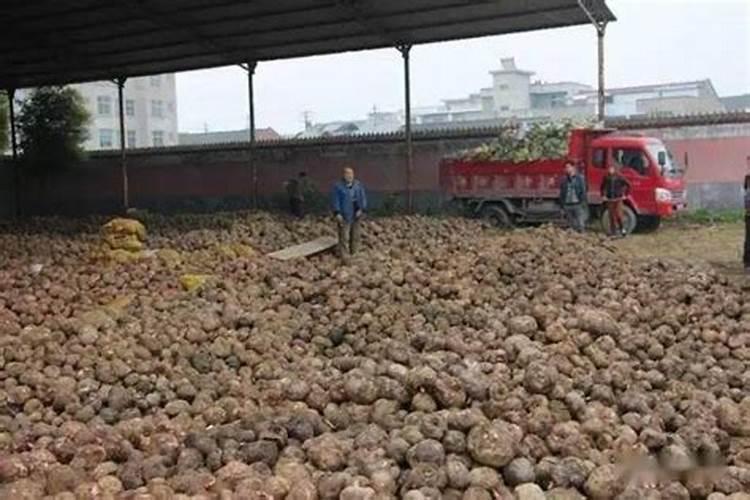 昆明白魔芋种植的前景如何