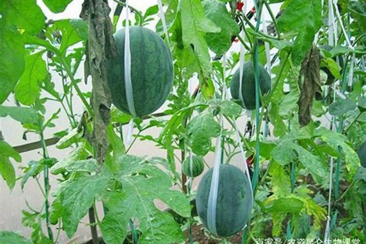 怎样让西瓜快速膨大