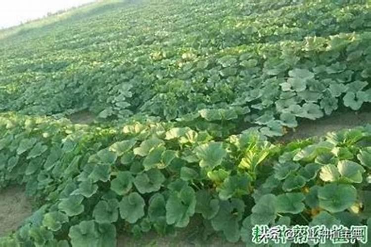 南瓜栽培怎么追肥