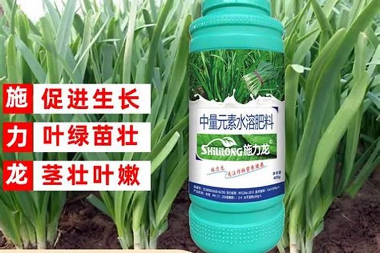 白醋浇韭菜正确方法