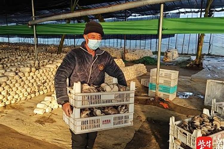 食用蘑菇怎样种植