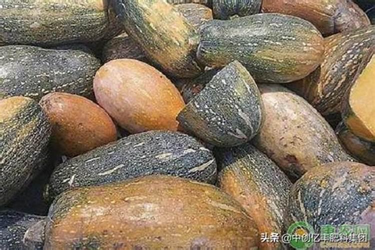 蜜瓜表面有斑点是怎么回事