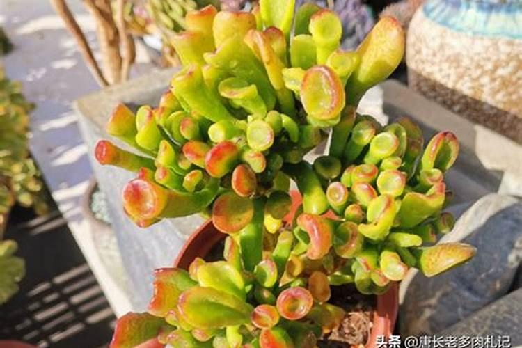 多肉用什么肥料比较好