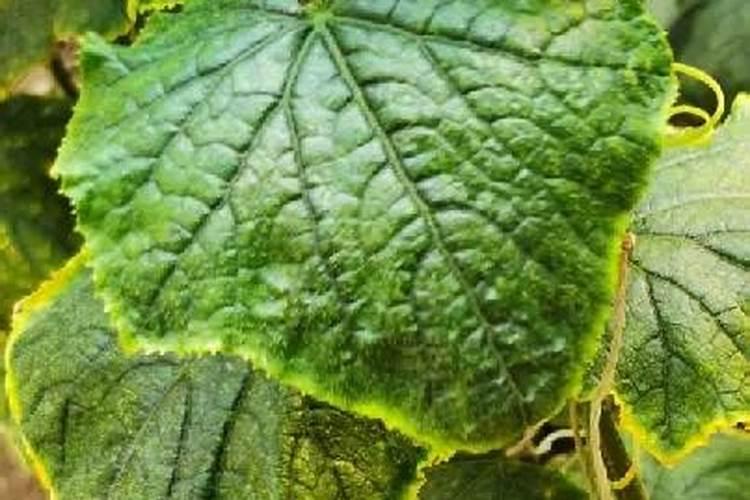 黄瓜叶片镶金边怎么回事(黄瓜叶黄金边是什么问题)