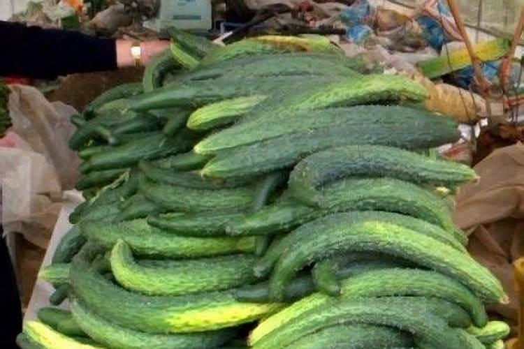 黄瓜镶金边是什么原因