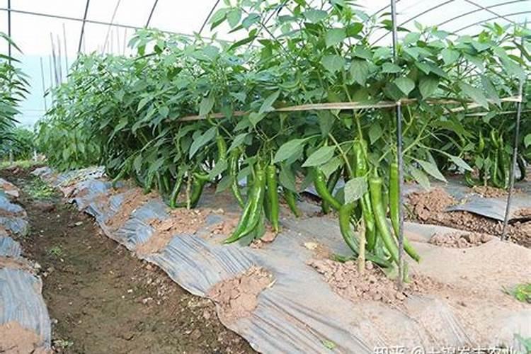 种植辣椒的水肥如何管理(辣椒盛果期怎么浇水施肥)