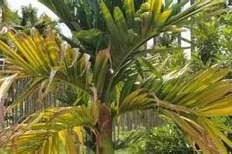 槟榔底肥用什么肥料好？