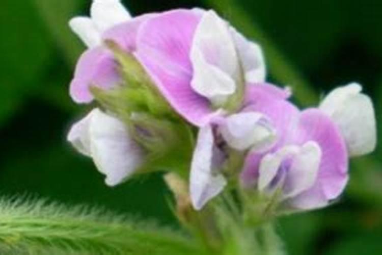 大豆初花期喷什么叶面肥好呢