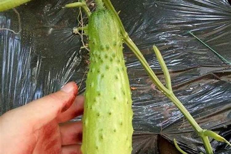 普通钙肥与氨基酸钙叶面肥效果差别大吗？