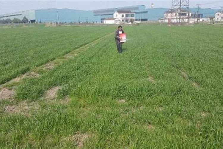 小麦一生需要多少肥料,分几次追施为好？