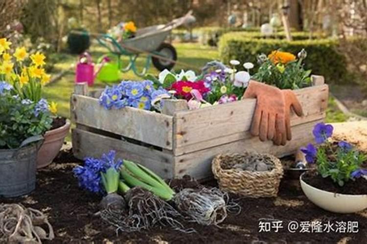 三分钟速成之自制有机花肥