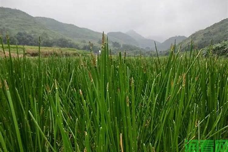 种植马蹄亩用苗多少