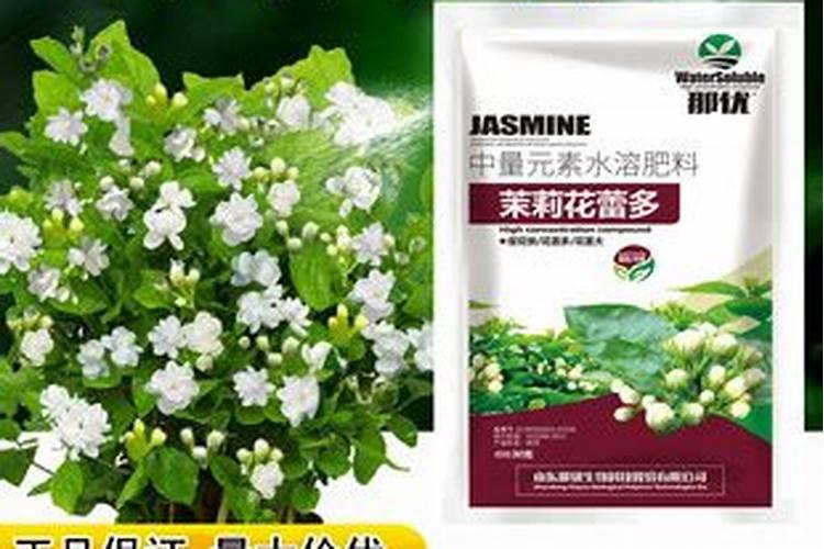 茉莉花用什么肥