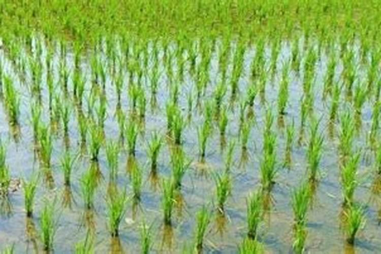 腐熟撒田用几小时插秧