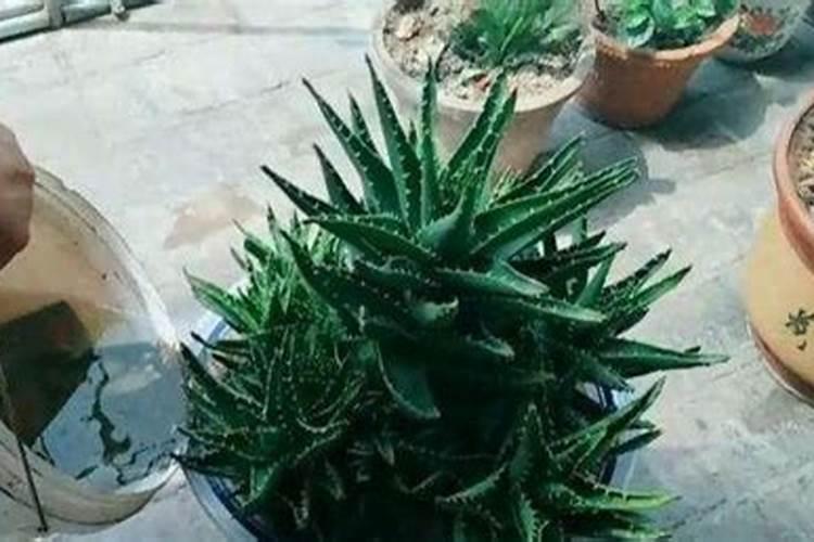 芦荟应该如何施肥最科学？